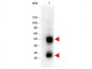 Anti-MOUSE IgG (H&L)  (Peroxidase Conjugated) Secondary Antibody